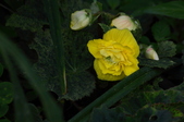 Enlarge photo 53
