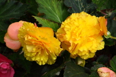 Enlarge photo 52