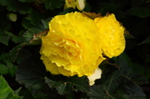Enlarge photo 51