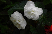 Enlarge photo 50