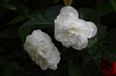 Enlarge photo 49