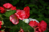 Enlarge photo 48