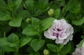 Enlarge photo 45