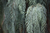 Enlarge photo 43