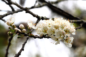 Enlarge photo 135