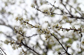 Enlarge photo 132
