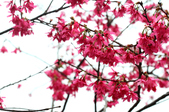 Enlarge photo 120