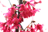 Enlarge photo 121