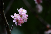 Enlarge photo 109