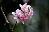 Enlarge photo 108