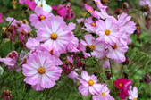 Enlarge photo 105