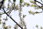 Enlarge photo 102