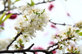 Enlarge photo 98