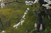 Enlarge photo 79