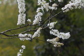 Enlarge photo 77