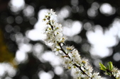 Enlarge photo 78