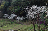 Enlarge photo 74
