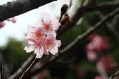 Enlarge photo 72