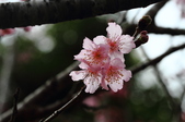 Enlarge photo 71