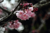 Enlarge photo 69
