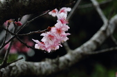 Enlarge photo 67