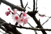 Enlarge photo 66