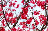 Enlarge photo 65