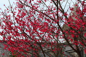 Enlarge photo 62