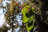 Enlarge photo 61