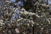 Enlarge photo 52