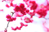 Enlarge photo 208