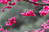Enlarge photo 207