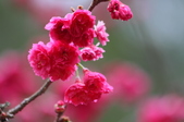 Enlarge photo 203