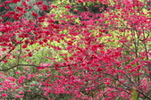 Enlarge photo 176
