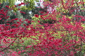 Enlarge photo 175