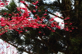 Enlarge photo 173