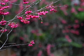 Enlarge photo 171