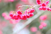 Enlarge photo 165