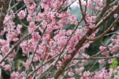 Enlarge photo 141