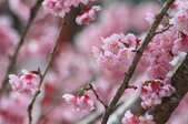 Enlarge photo 140