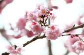 Enlarge photo 139