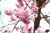 Enlarge photo 138