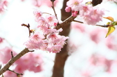 Enlarge photo 136