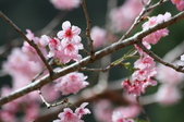 Enlarge photo 135