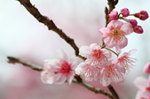 Enlarge photo 134