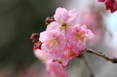 Enlarge photo 133