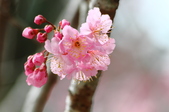 Enlarge photo 131