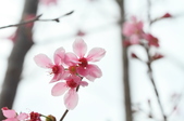 Enlarge photo 132