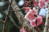 Enlarge photo 129
