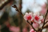 Enlarge photo 127
